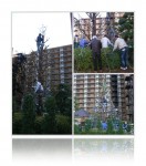 20111126クリスマスツリー飾り付け