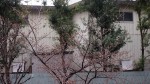 桜開花20140326_b