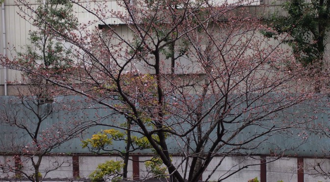 桜開花20140326