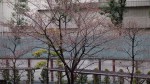 桜開花20140326_d