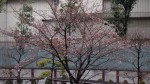 桜開花20140327_d