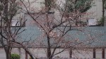 桜開花20140327_b