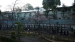 桜開花20140328_c