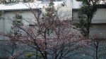 桜開花20140328_d