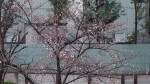桜開花20140328_b