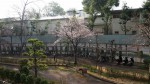 桜開花20140329_c