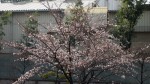 桜開花20140329_d