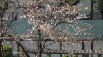 桜開花20140329_b