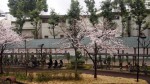 桜開花20140330_a