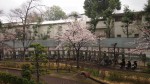 桜開花20140330_c