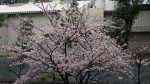 桜開花20140330_d