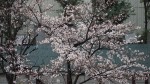 桜開花20140330_b