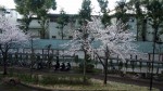 桜開花20140331_a
