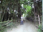 20090515竹やぶ整備