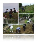 20120623ボランティア草刈